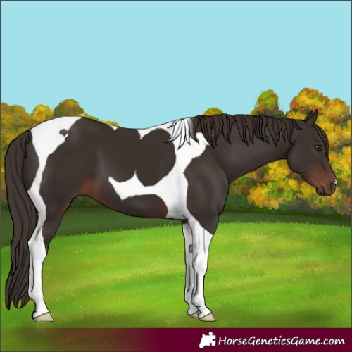 Horse Color:Liver Chestnut Tobiano 