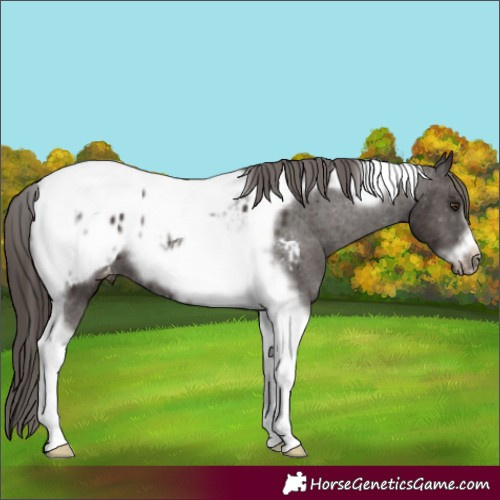 Horse Color:Liver Chestnut Tobiano Frame Appaloosa 