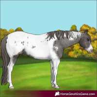 Horse Color:Liver Chestnut Tobiano Frame Appaloosa 