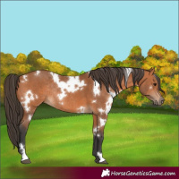 Horse Color:White Spotted Bay Rabicano