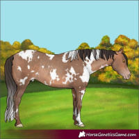Horse Color:White Spotted Amber Champagne Rabicano 