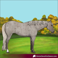 Horse Color:Silver Smoky Grullo Roan 
