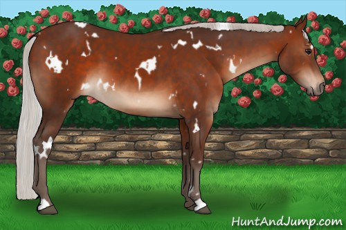 Horse Color:White Spotted Silver Brown 