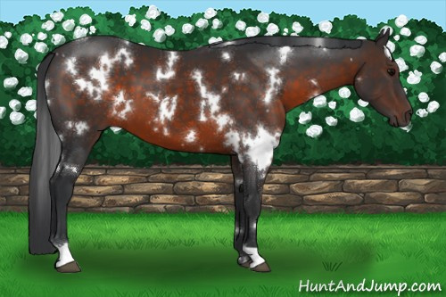 Horse Color:White Spotted Brown 