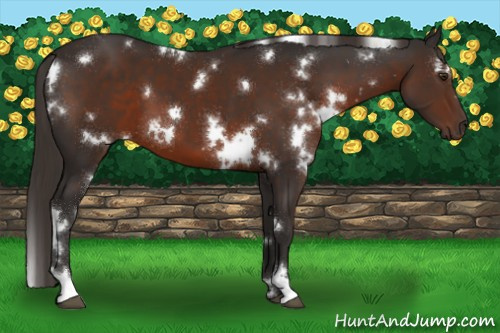 Horse Color:White Spotted Liver Chestnut