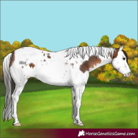 Horse Color:Brown Splash Tobiano Rabicano