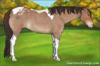 Horse Color:Buckskin Roan Tobiano Varnish 