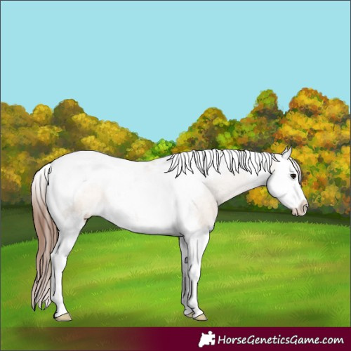 Horse Color:Brown Dun Splash Tobiano Varnish 