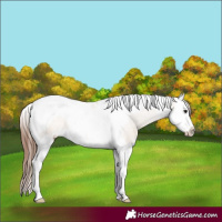 Horse Color:Brown Dun Splash Tobiano Appaloosa 