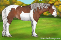 Horse Color:Silver Bay Roan Splash Tobiano Varnish Rabicano 