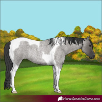 Horse Color:Grullo Roan Tobiano Rabicano