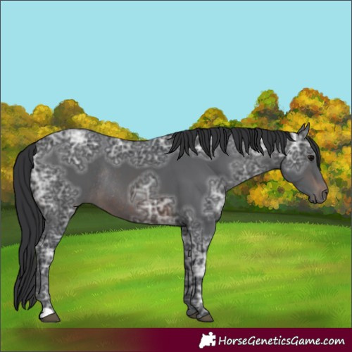 Horse Color:Brown Ice Rabicano 