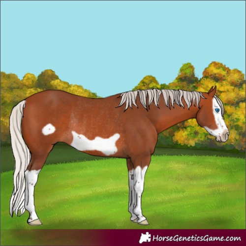 Horse Color:Silver Bay Splash Frame Rabicano 