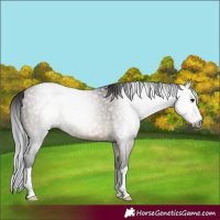 Horse Color:Gray Brown Dun Splash Rabicano 