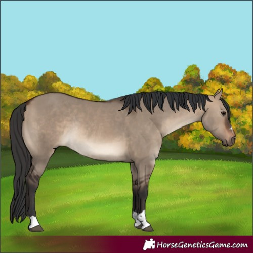 Horse Color:Brown Dun Rabicano 