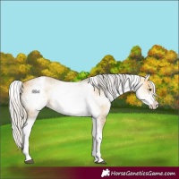 Horse Color:White Spotted Silver Buckskin Dun 