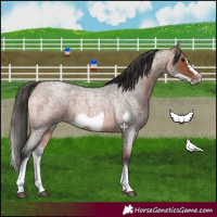 Horse Color:White Spotted Bay Roan Frame 