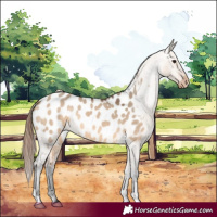 Horse Color:Bay Dun Appaloosa 