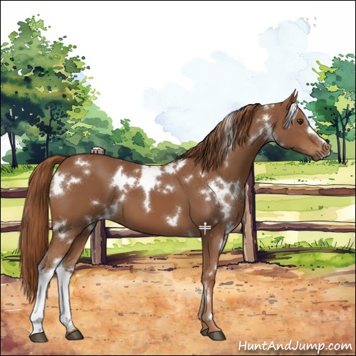 Horse Color:White Spotted Chestnut