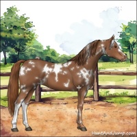 Horse Color:White Spotted Chestnut 