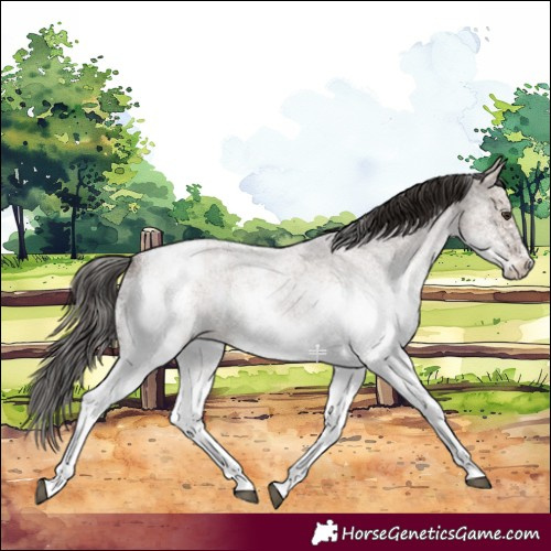 Horse Color:White Spotted Liver Red Dun Roan 
