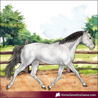 Horse Color:White Spotted Liver Red Dun Roan 