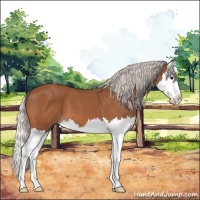 Horse Color:Silver Bay Splash Varnish 