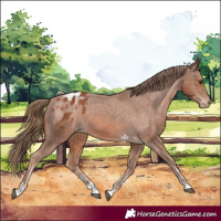 Horse Color:Chestnut Appaloosa 