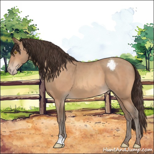 Horse Color:Amber Champagne Appaloosa 