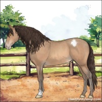 Horse Color:Amber Champagne Varnish