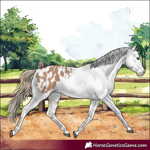 Horse Color:Red Dun Appaloosa 