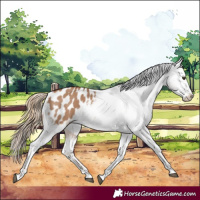 Horse Color:Red Dun Appaloosa 