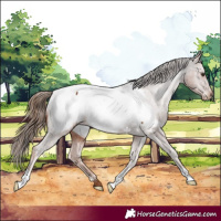 Horse Color:Chestnut Appaloosa 