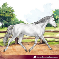 Horse Color:Silver Bay Roan Dun Blanket 