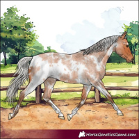 Horse Color:White Spotted Silver Bay Roan 