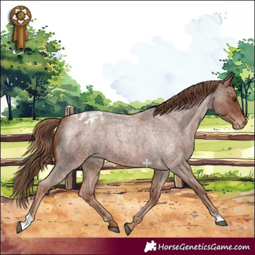 Horse Color:Red Roan Varnish