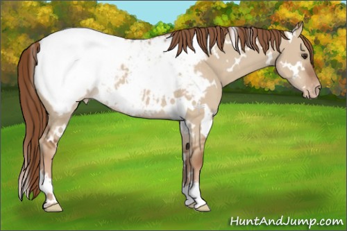 Horse Color:White Spotted Red Dun Appaloosa 