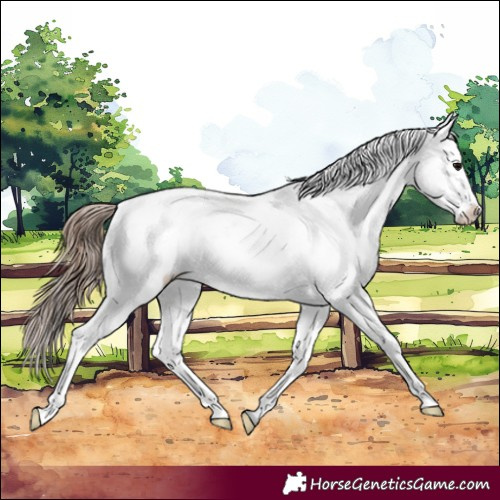 Horse Color:Grullo Snowcap 