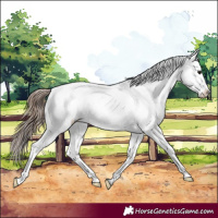 Horse Color:Grullo Snowcap 