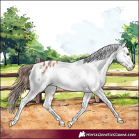 Horse Color:Red Dun Appaloosa 