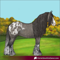 Horse Color:Grullo Sabino Splash Appaloosa  and Grullo Sabino Splash Appaloosa 