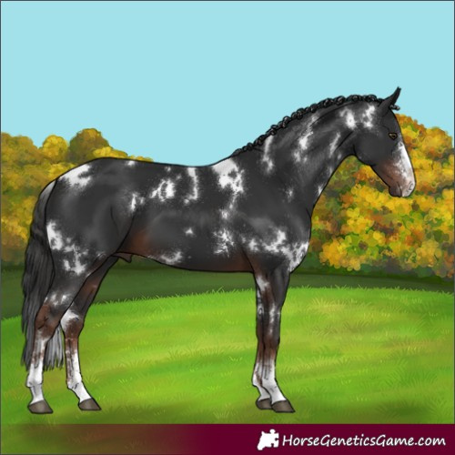 Horse Color:White Spotted Liver Chestnut Sabino 