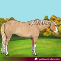 Horse Color:Palomino Roan Splash Rabicano 