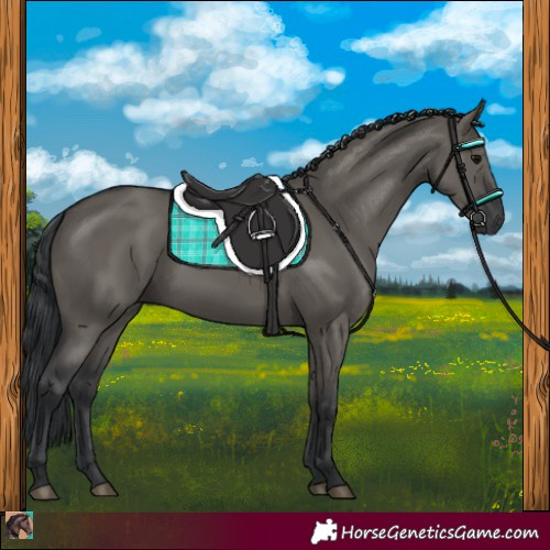 Horse Color:Grullo 