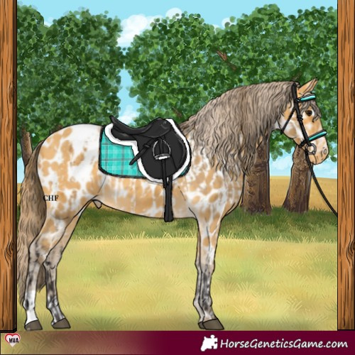 Horse Color:Buckskin Blanket  and Amber Cream Champagne Near Leopard 