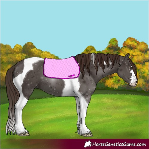 Horse Color:Liver Chestnut Tobiano