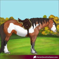 Horse Color:Bay Frame 