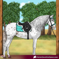 Horse Color:Brown Appaloosa  and Gold Champagne Appaloosa 
