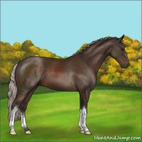 Horse Color:Silver Brown 
