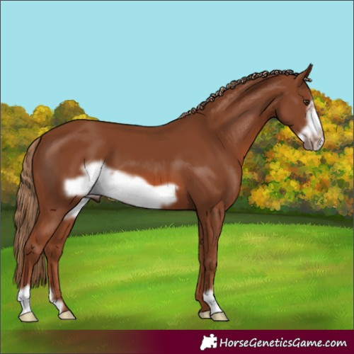Horse Color:Chestnut Frame 